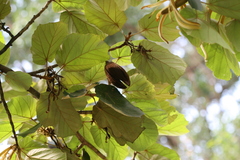 Pterospermum acerifolium